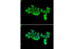 Immunofluorescence (IF) image for anti-FK506 Binding Protein 4, 59kDa (FKBP4) antibody (ABIN1876844) (FKBP4 antibody)