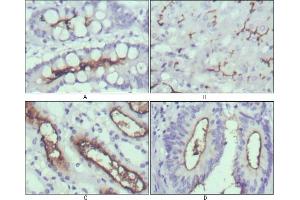 Immunohistochemical analysis of paraffin-embedded human normal stomach (A), normal liver (B), normal kidney (C) and rectum cancer tissues (D) using WNT10B mouse mAb with DAB staining. (WNT10B antibody)
