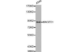 Western blot analysis of A549 cell lysate using MAGED1 antibody. (MAGED1 antibody  (AA 635-834))