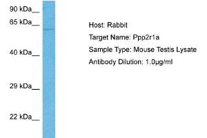 Host: Mouse Target Name: PPP2R1A Sample Tissue: Mouse Testis Antibody Dilution: 1ug/ml (PPP2R1A antibody  (N-Term))