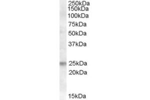 Image no. 1 for anti-Fas Apoptotic Inhibitory Molecule (FAIM) (Internal Region) antibody (ABIN375120) (FAIM antibody  (Internal Region))