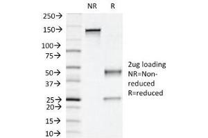 SDS-PAGE Analysis of Purified, BSA-Free Napsin A Antibody (clone NAPSA/1239). (NAPSA antibody)
