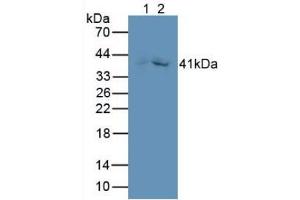 Figure. (GDF3 antibody  (AA 251-364))