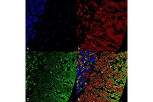 Immunohistochemistry analysis using Mouse Anti-Alpha Synuclein Monoclonal Antibody, Clone 3C11 (ABIN5564053). (SNCA antibody)