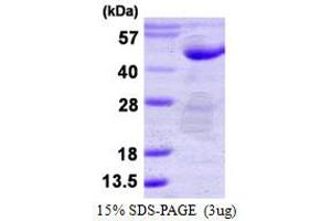 Image no. 1 for Protein tyrosine Phosphatase, Non-Receptor Type 7 (PTPN7) (AA 1-360) protein (His tag) (ABIN6386917)