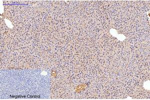 Immunohistochemical analysis of paraffin-embedded mouse liver tissue. (Fibronectin antibody)