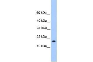 Western Blotting (WB) image for anti-Centromere Protein W (CENPW) antibody (ABIN2459750)