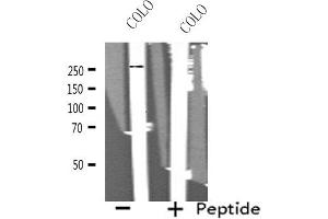 Western blot analysis of extracts from COLO cells, using MEGF8 antibody.