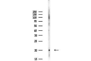 Western blot analysis of lysates from Hela cells(UV,30 min treatment), using FAM162B Antibody at 1/1000 dilution. (FAM162B antibody)