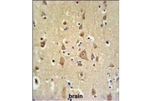 FB Antibody (C-term) (ABIN653927 and ABIN2843161) IHC analysis in formalin fixed and paraffin embedded brain tissue followed by peroxidase conjugation of the secondary antibody and DAB staining.