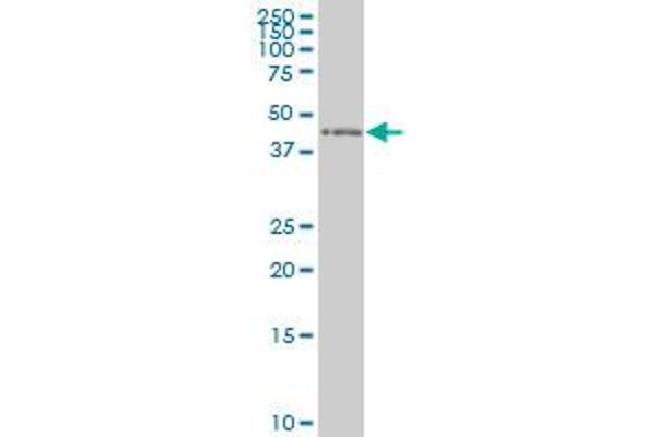ZNF24 antibody  (AA 1-368)