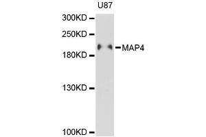 Western blot analysis of extracts of U-87MG cells, using MAP4 antibody (ABIN5996352) at 1:3000 dilution. (MAP4 antibody)