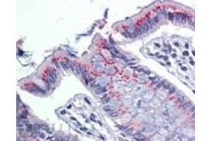 Immunohistochemistry analysis of human colon tissue stained with ERp57, pAb at 10 μg/mL. (PDIA3 antibody)