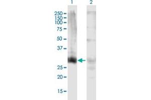 Western Blot analysis of HOXD13 expression in transfected 293T cell line by HOXD13 MaxPab polyclonal antibody. (Homeobox D13 antibody  (AA 1-343))