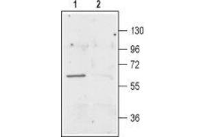 Western blot analysis of rat brain membranes: - 1. (SLC1A1 antibody  (C-Term, Intracellular))