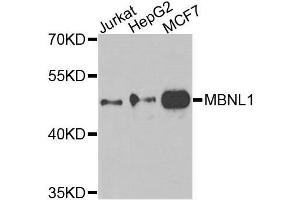 Western blot analysis of extracts of various cell lines, using MBNL1 antibody. (MBNL1 antibody  (AA 1-382))