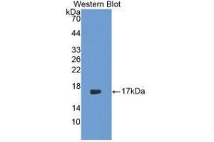 Western blot analysis of recombinant Rabbit IL17. (IL-17 antibody  (AA 21-153))