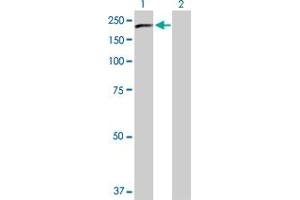 Western Blot analysis of PLCG2 expression in transfected 293T cell line by PLCG2 MaxPab polyclonal antibody. (Phospholipase C gamma 2 antibody  (AA 1-1265))
