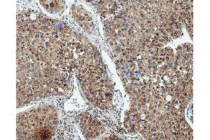 IHC analysis of SDE2 using anti-SDE2 antibody (ABIN7599603). (C1orf55 antibody  (AA 10-447))