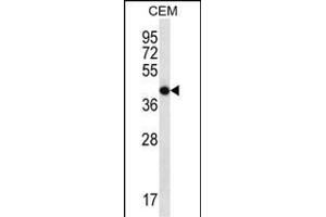 OR7G2 Antibody (C-term) (ABIN657257 and ABIN2846354) western blot analysis in CEM cell line lysates (35 μg/lane). (OR7G2 antibody  (C-Term))