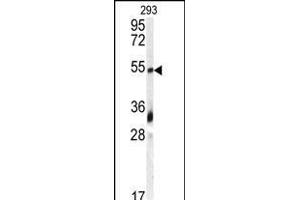 Western blot analysis of anti-GDF10 Antibody (N-term) (ABIN388813 and ABIN2839131) in 293 cell line lysates (35 μg/lane). (GDF10 antibody  (N-Term))