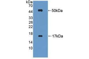 Western blot analysis of recombinant Mouse FGL2. (FGL2 antibody  (AA 20-432))