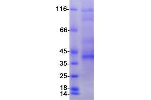 Western Blotting (WB) image for CD33 (CD33) (Transcript Variant 2) protein (Myc-DYKDDDDK Tag) (ABIN2713662)