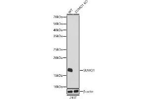 Western blot analysis of extracts from wild type(WT) and SUMO1 knockout (KO) 293T cells, using SUMO1 antibody  at 1:1000 dilution. (SUMO1 antibody)