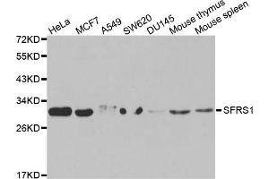 Western blot analysis of extracts of various cell lines, using SRSF1 antibody (ABIN5970815) at 1/1000 dilution. (SRSF1 antibody)