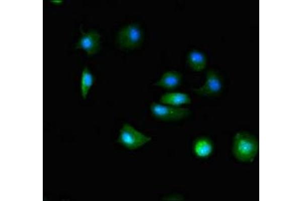 TTC19 antibody  (AA 108-380)
