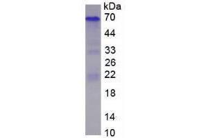 Image no. 1 for Secreted phosphoprotein 1 (SPP1) (AA 17-317) (Active) protein (His tag) (ABIN6239750) (Osteopontin Protein (AA 17-317) (His tag))