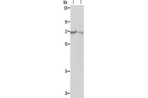 Western Blotting (WB) image for anti-Protein-tyrosine Phosphatase 1C (PTPN6) antibody (ABIN2422132) (SHP1 antibody)