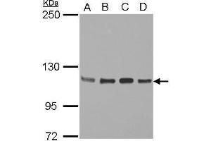 WB Image Sample (30 ug of whole cell lysate) A: Jurkat B: Raji C: K562 D: THP-1 5% SDS PAGE antibody diluted at 1:2000