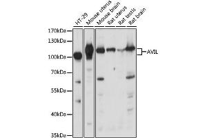 Western blot analysis of extracts of various cell lines, using AVIL antibody (ABIN7265508) at 1:1000 dilution. (Advillin antibody  (AA 470-819))