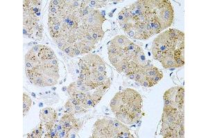 RAPSN antibody