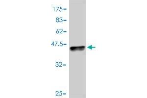 Western Blot detection against Immunogen (37. (PD-L1 antibody  (AA 141-240))