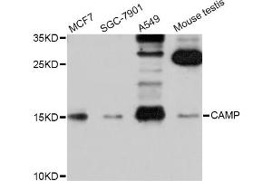 Western blot analysis of extracts of various cell lines, using CAMP Antibody (ABIN5970809) at 1/1000 dilution. (Cathelicidin antibody)