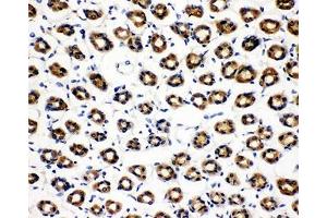 IHC-P: SDHC antibody testing of rat gastric tissue (SDHC antibody  (N-Term))