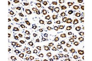 IHC-P: SDHC antibody testing of rat gastric tissue