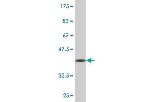 Western Blot detection against Immunogen (36. (EXOSC4 antibody  (AA 1-100))