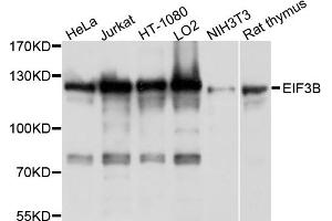 Western blot analysis of extracts of various cell lines, using EIF3B antibody (ABIN4903561) at 1:1000 dilution.