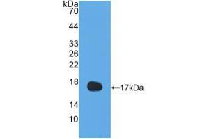 Western blot analysis of recombinant Human IL13. (IL-13 antibody  (AA 25-146))
