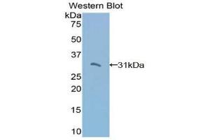 Western Blotting (WB) image for anti-TNFRSF1A-Associated Via Death Domain (TRADD) (AA 61-297) antibody (ABIN1860856) (TRADD antibody  (AA 61-297))