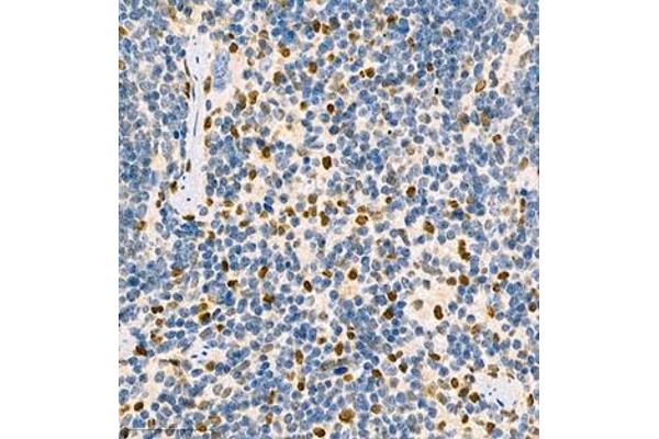 MNDA antibody