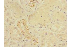 Immunohistochemistry of paraffin-embedded human kidney tissue using ABIN7149052 at dilution of 1:100 (CRIP1 antibody  (AA 1-77))