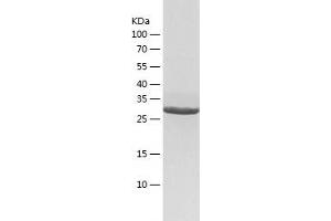 Western Blotting (WB) image for Low Density Lipoprotein Receptor-Related Protein Associated Protein 1 (LRPAP1) (AA 35-357) protein (His tag) (ABIN7285927) (LRPAP1 Protein (AA 35-357) (His tag))