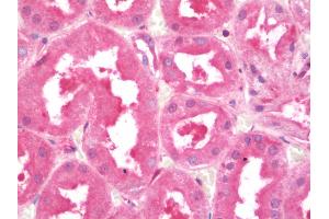 Anti-4E-BP2 / EIF4EBP2 antibody IHC staining of human kidney. (eIF4EBP2 antibody  (AA 87-115))