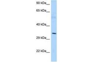 Image no. 1 for anti-Adenosylmethionine Decarboxylase 1 (AMD1) (AA 242-291) antibody (ABIN6748277)