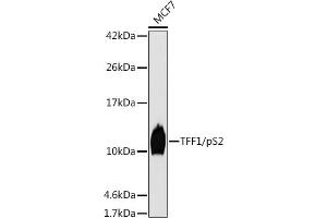 Western blot analysis of extracts of MCF7 cells, using TFF1/pS2 antibody (ABIN7270972) at 1:1000 dilution. (TFF1 antibody  (pSer2))