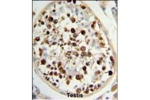 C13orf3 Antibody (Center) (ABIN652928 and ABIN2842594) IHC analysis in formalin fixed and paraffin embedded human testis tissue followed by peroxidase conjugation of the secondary antibody and DAB staining. (SKA3 antibody  (AA 226-253))